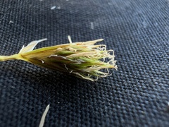 Carex fracta
