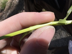 Carex fracta