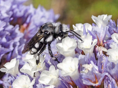 Melecta curvispina