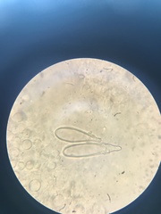 Hohenbuehelia angustata