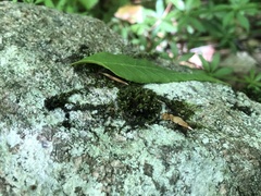 Orthotrichum strangulatum