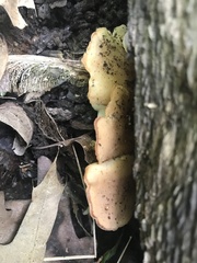 Hohenbuehelia angustata