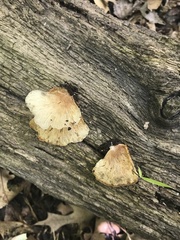 Hohenbuehelia angustata