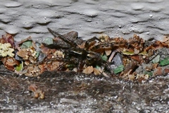 Allocosa subparva