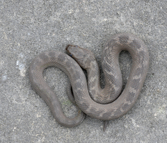 Nerodia sipedon insularum