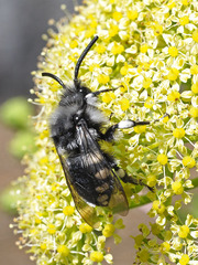 Melecta curvispina