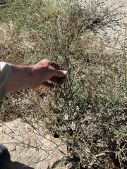 Polygonum argyrocoleon