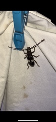 Enaphalodes taeniatus