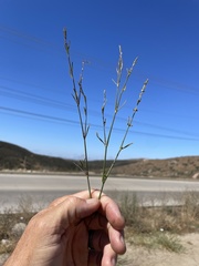 Polygonum argyrocoleon