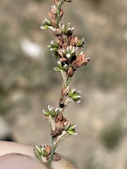 Polygonum argyrocoleon