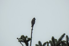 Periparus rubidiventris