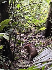 Dasyprocta variegata