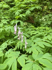Corydalis scouleri