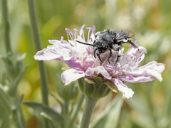 Melecta curvispina