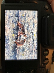 Vulpes vulpes niloticus