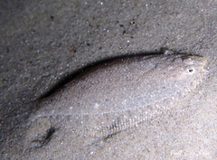 Arnoglossus