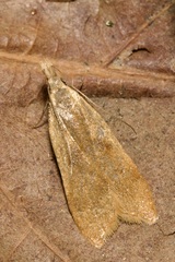 Dichomeris derasella