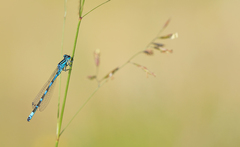 Coenagrion ornatum