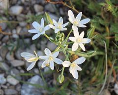 Ornithogalum comosum