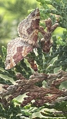 Xanthorhoe spadicearia