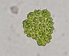 Pseudopediastrum