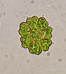 Pseudopediastrum