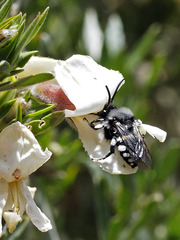 Melecta curvispina