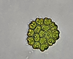 Pseudopediastrum