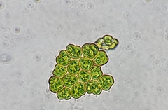 Pseudopediastrum