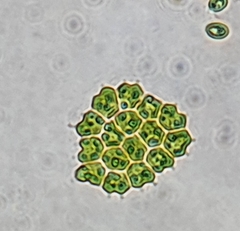 Pseudopediastrum