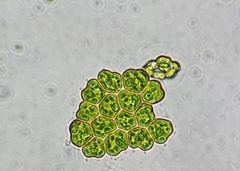 Pseudopediastrum