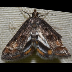 Parapoynx obscuralis