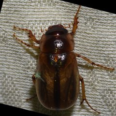 Phyllophaga bruneri