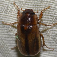 Phyllophaga bruneri