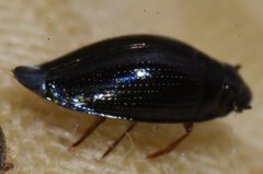 Gyrinus elevatus