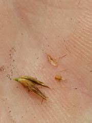 Rhynchospora harperi