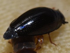 Gyrinus elevatus