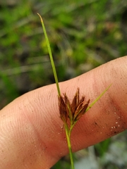 Rhynchospora harperi