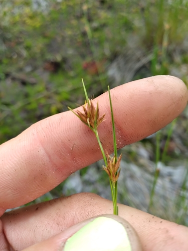 Image of Rhynchospora harperi by (c) Scott Ward, some rights reserved (CC BY)
