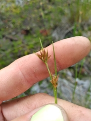 Rhynchospora harperi
