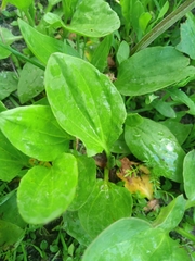 Plantago major