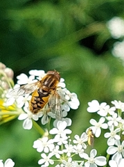 Parhelophilus versicolor