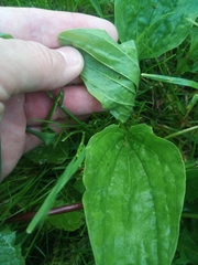 Plantago major