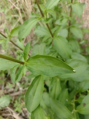Saponaria officinalis