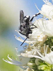 Melecta curvispina