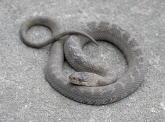 Nerodia sipedon insularum