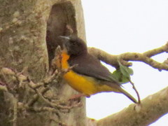 Ploceus bicolor stictifrons