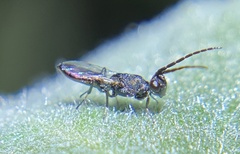 Calosotinae