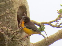 Ploceus bicolor stictifrons