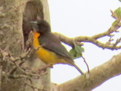 Ploceus bicolor stictifrons